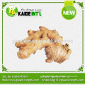 OEM Or ODM Chinese Fresh Ginger Root For Sale